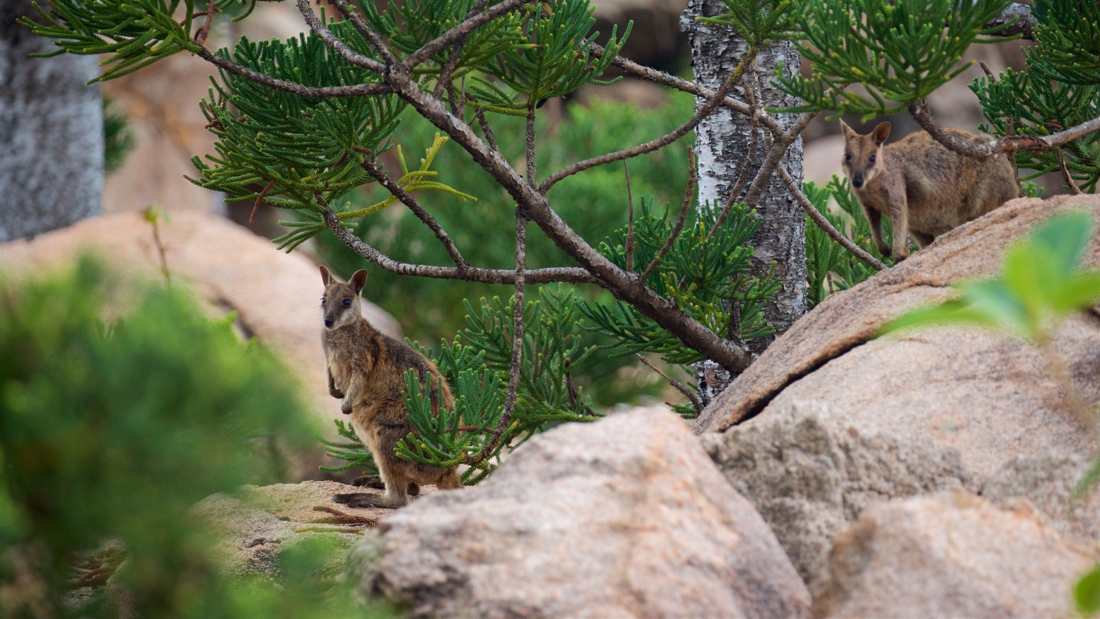 Magnetic Island National Park showing cuddly or friendly animals