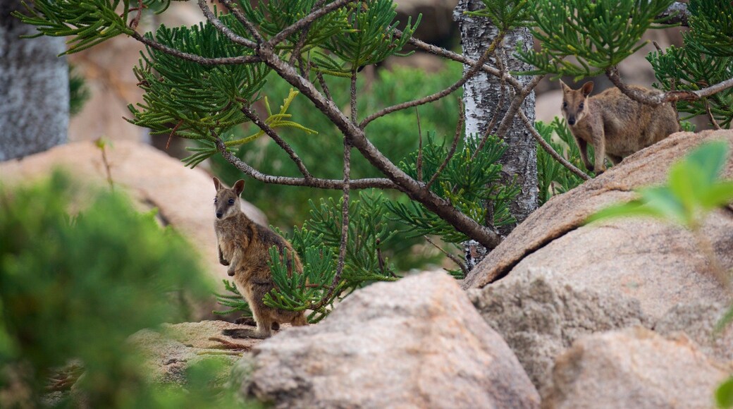 Magnetic Island National Park showing cuddly or friendly animals