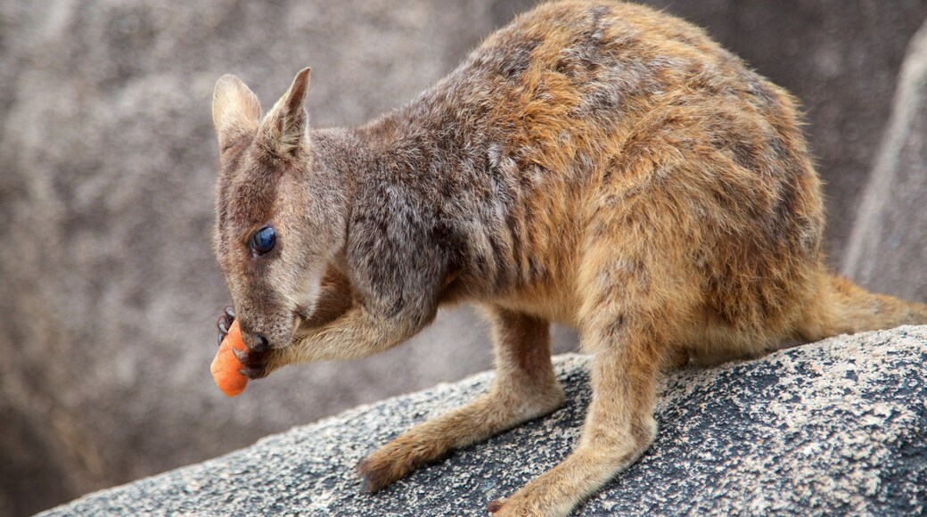 Magnetic Island National Park som visar gulliga djur