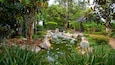 Hervey Bay Botanic Garden which includes a pond and a park