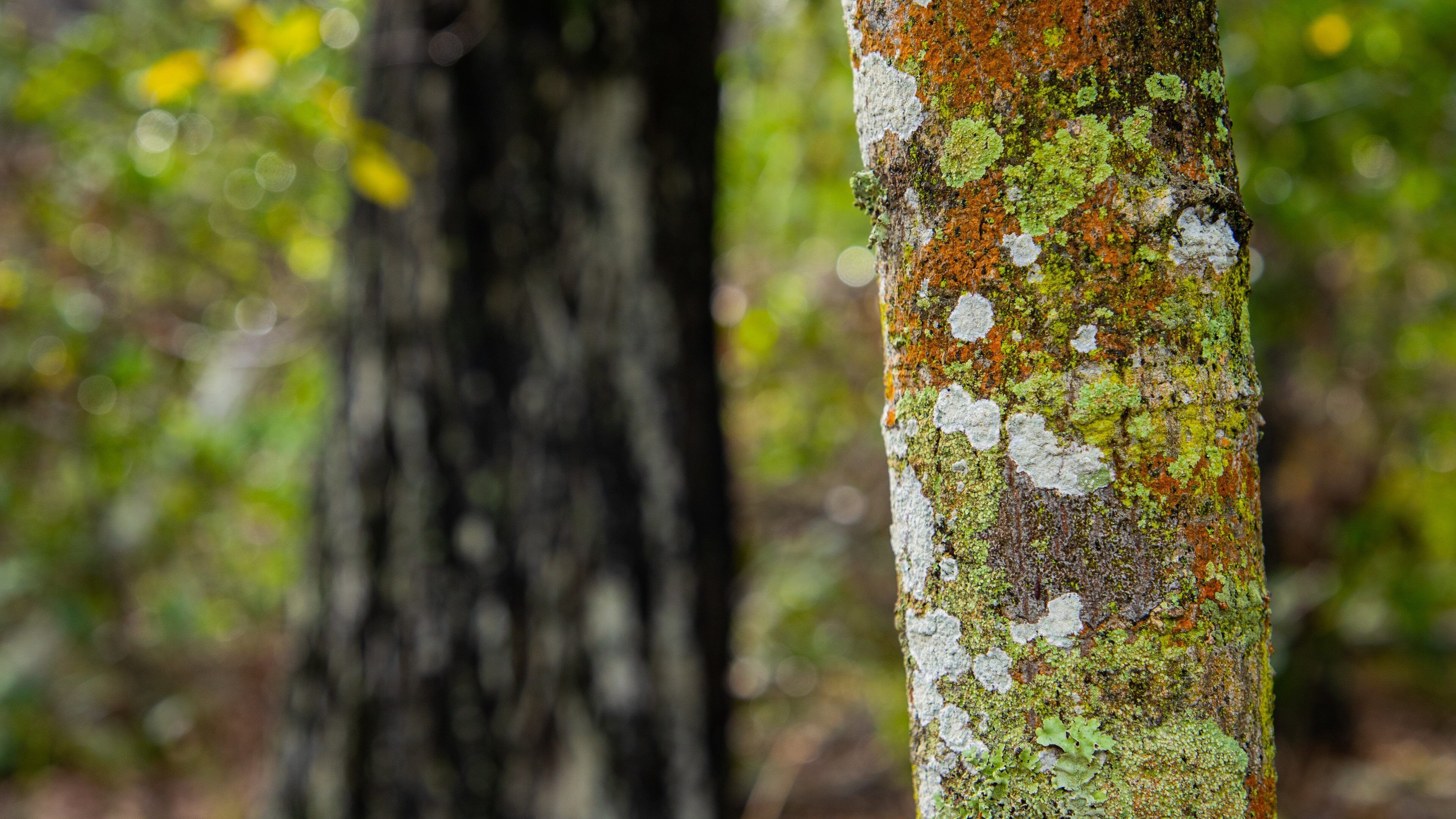 Hervey Bay Botanic Garden which includes forest scenes