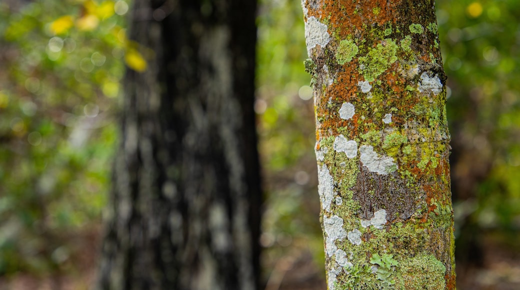 Hervey Bay Botanic Garden which includes forest scenes