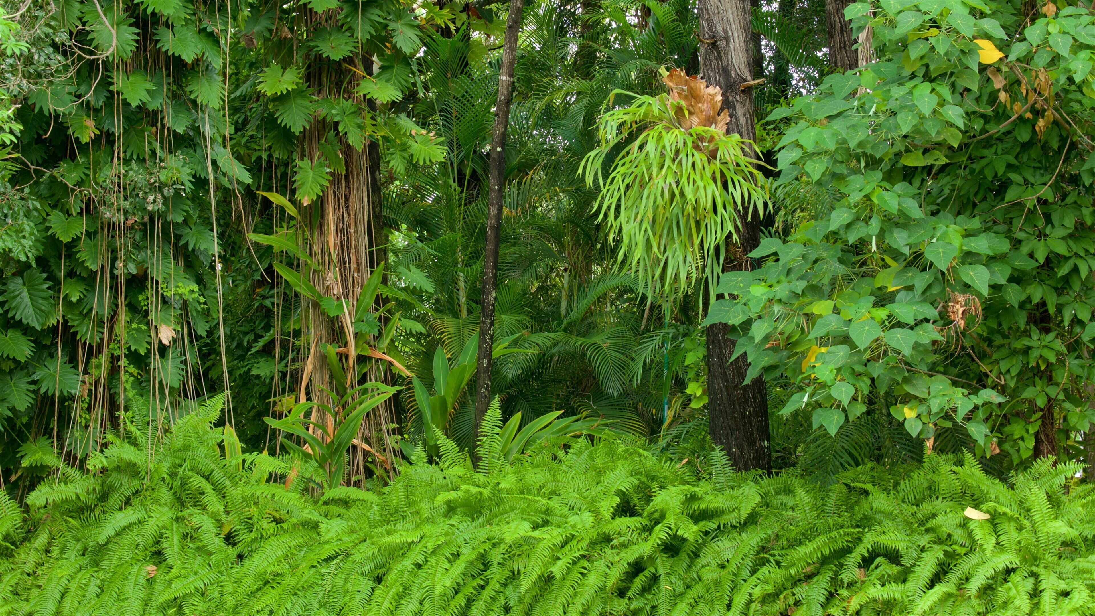 Hervey Bay Botanic Garden som viser regnskov