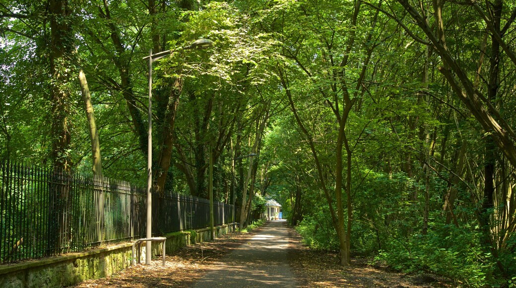 Montagne Verte featuring a garden