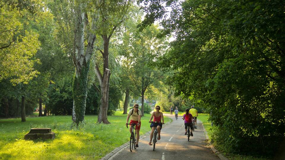 A paved path surrounded by lush green trees.