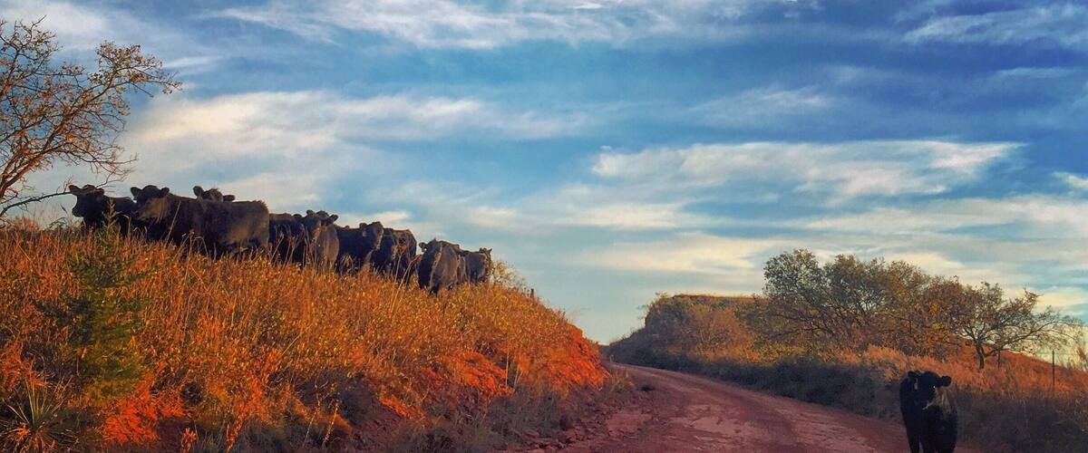 A dirt road with cattle grazing on the side, surrounded by autumn-colored vegetation and a cloudy sky.