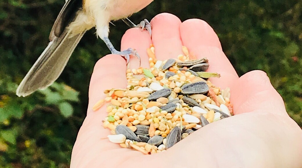 Incredible experience, lovely mile and a half walk down a path that leads to the beach. Make sure to bring some black sunflower seeds to feed the birds and chipmunks. I’ve had woodpeckers, black capped chickadees and titmouse feed right out of my hand. There’s a nearby pizza restaurant to stop and grab a bite, Cappellini’s.