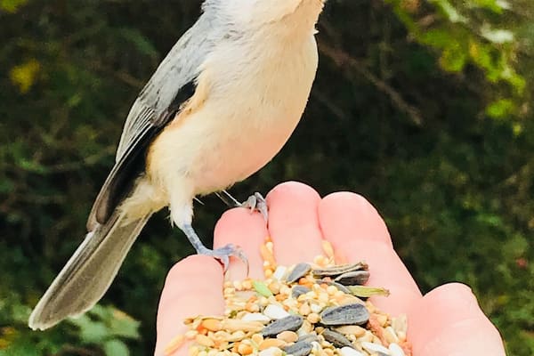 Incredible experience, lovely mile and a half walk down a path that leads to the beach. Make sure to bring some black sunflower seeds to feed the birds and chipmunks. I’ve had woodpeckers, black capped chickadees and titmouse feed right out of my hand. There’s a nearby pizza restaurant to stop and grab a bite, Cappellini’s.