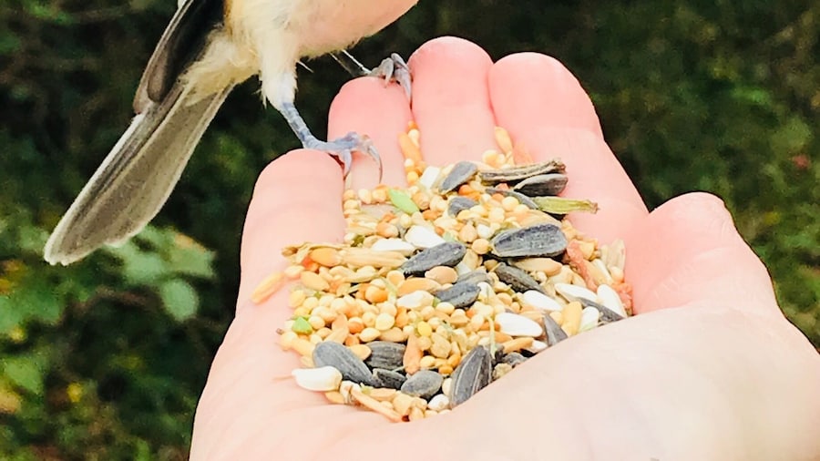Incredible experience, lovely mile and a half walk down a path that leads to the beach. Make sure to bring some black sunflower seeds to feed the birds and chipmunks. I’ve had woodpeckers, black capped chickadees and titmouse feed right out of my hand. There’s a nearby pizza restaurant to stop and grab a bite, Cappellini’s.