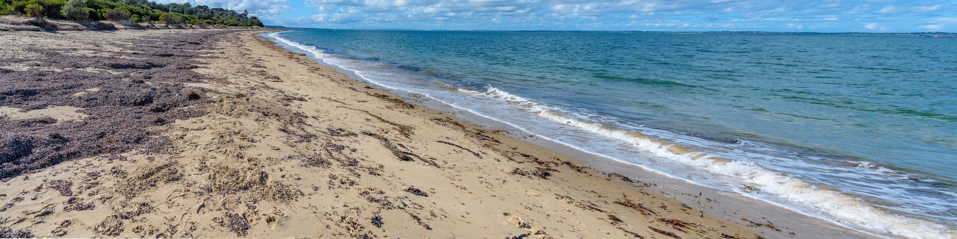 The shoreline of Merricks Beach looking east towards French Island in Victoria Australia is covered with washed up seaweed