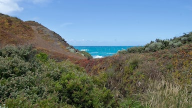 Paisagem costeira com terreno rochoso e vegetação densa.