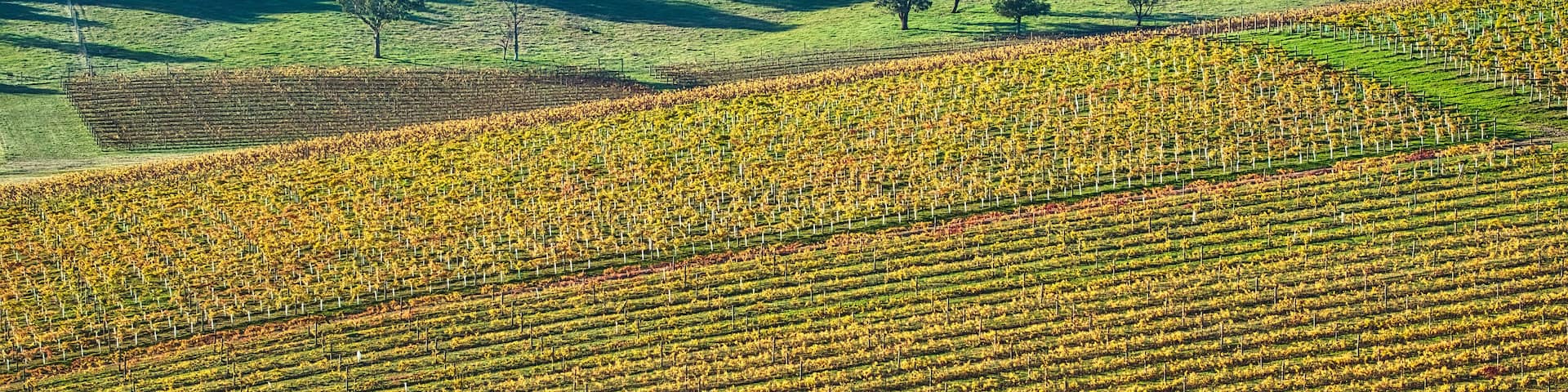 Aerial close up of vines near trees with a small fog covering