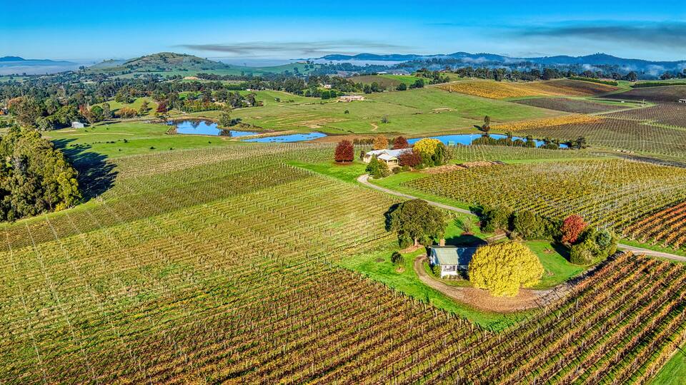 A vineyard with rows of grapevines, a small house, and a lake in the background.
