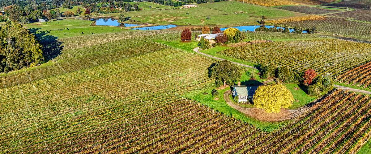 A vineyard with rows of grapevines, a small house, and a lake in the background.