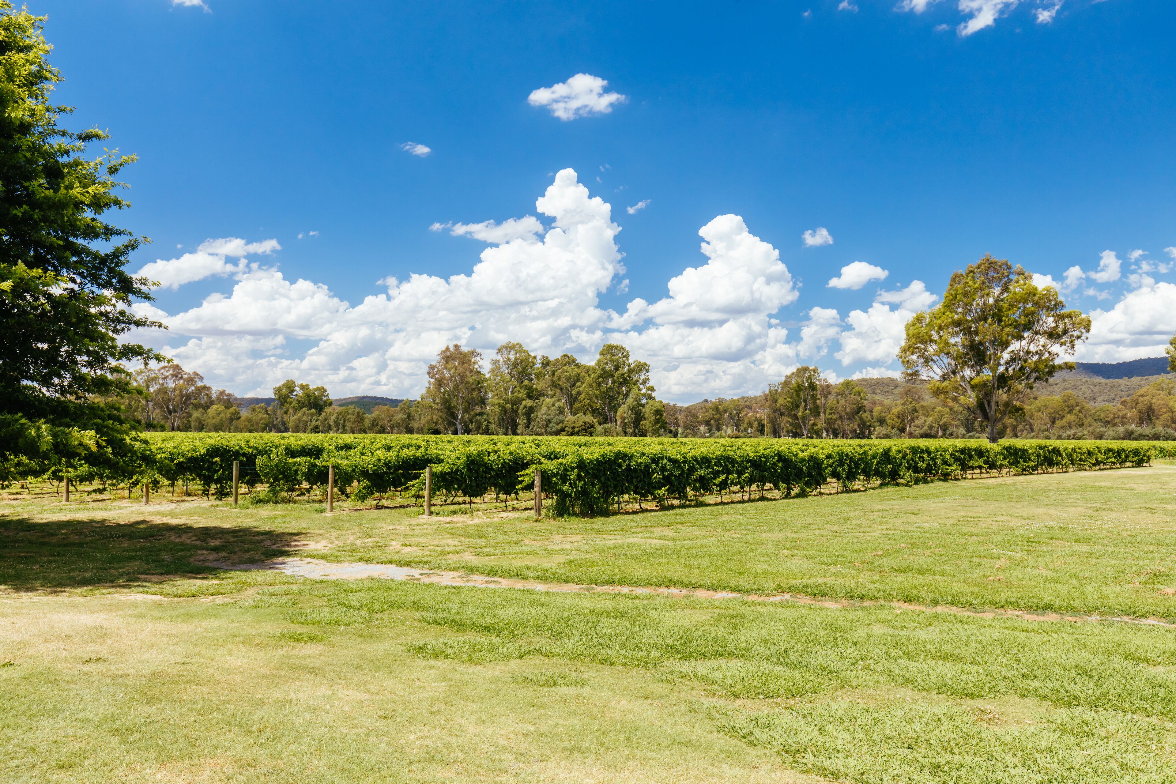 ホイットフィールド