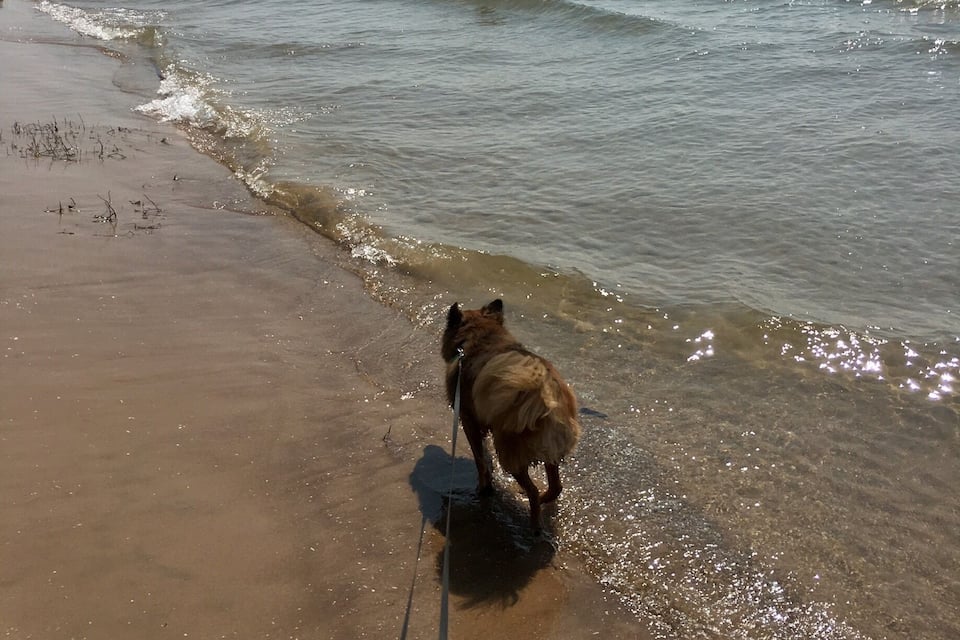 Un perro caminando sobre una playa arenosa con olas rompiendo en la orilla.
