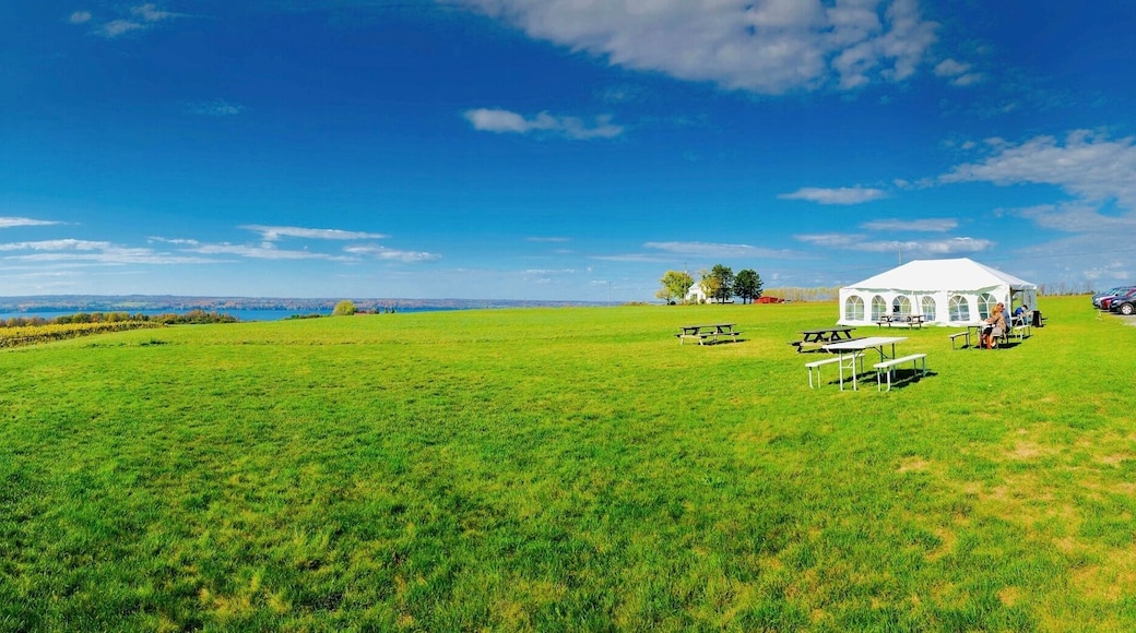 Rural landscape panorama with green field, vineyard on Cayuga Lake, in Finger Lakes region, New York. Wine tasting with tent and outdoor table settings from the winery
