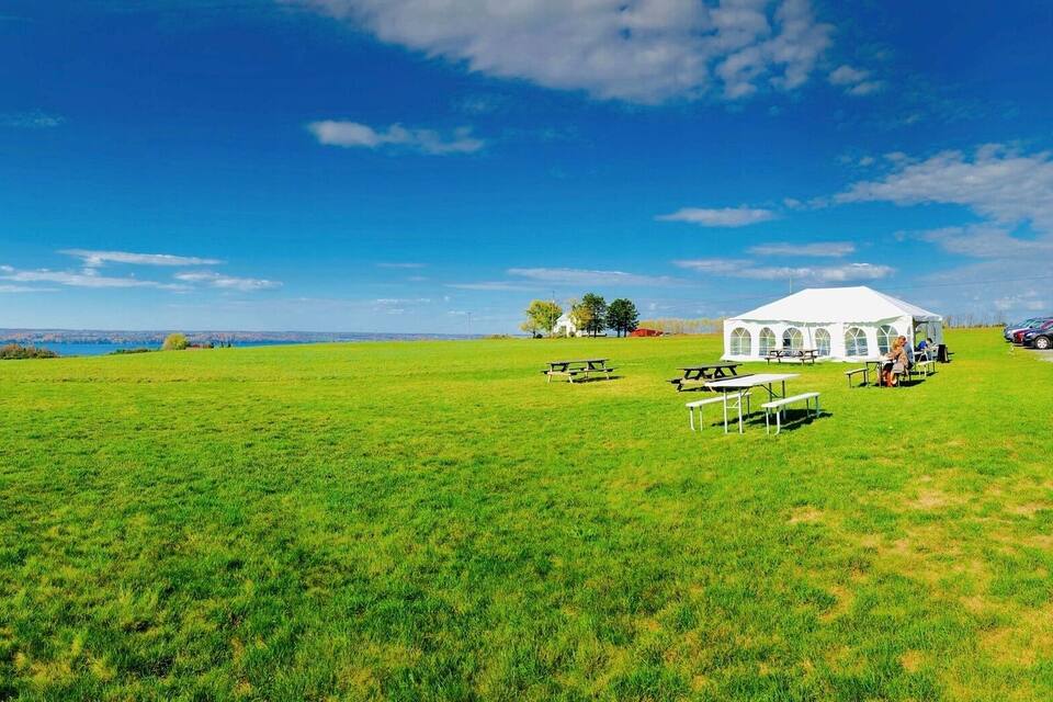A vast green field with a white tent and picnic tables, a vineyard in the distance, and a clear blue sky.