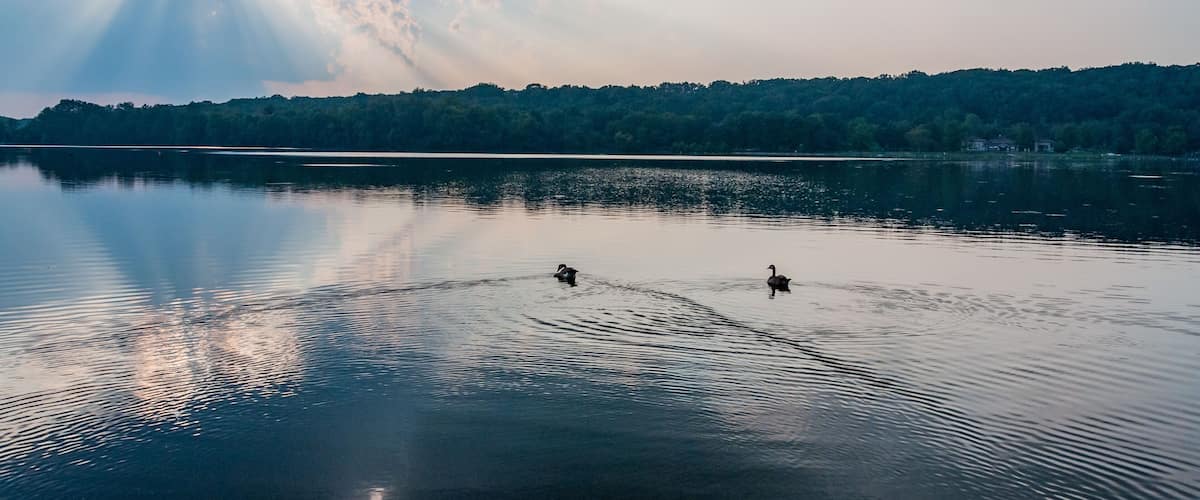 A calm lake with two ducks swimming, surrounded by a forested shoreline under a cloudy sky.