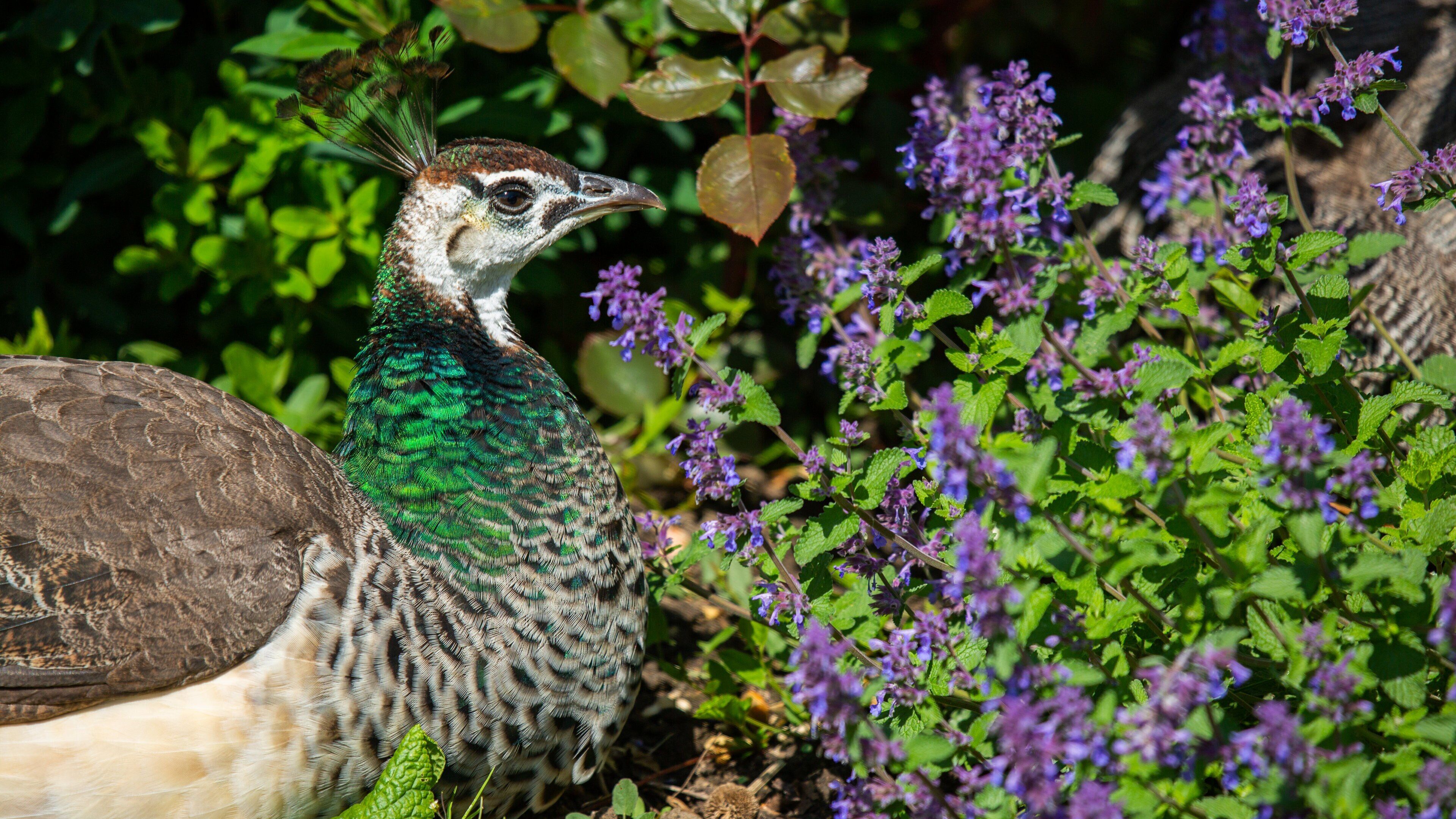 Jardin d\'Acclimatation 呈现出 鳥禽動物, 花卉 和 動物園的動物