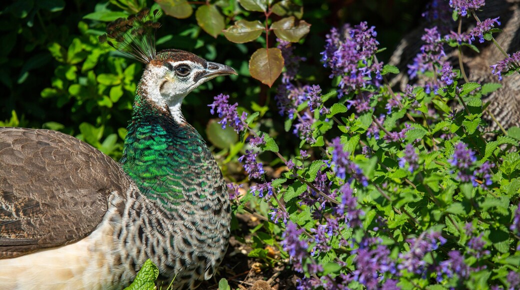 Jardin d\'Acclimatation 呈现出 鳥禽動物, 花卉 和 動物園的動物