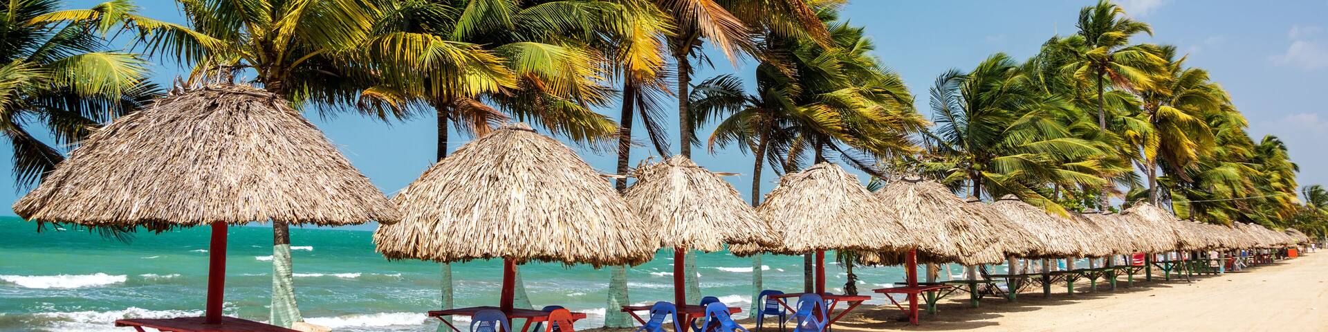 Row of Palm Trees