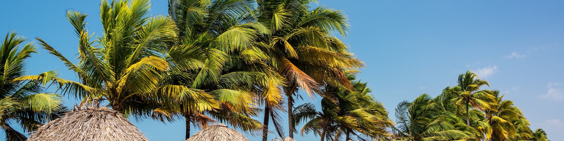 Una playa con sombrillas de paja y palmeras.