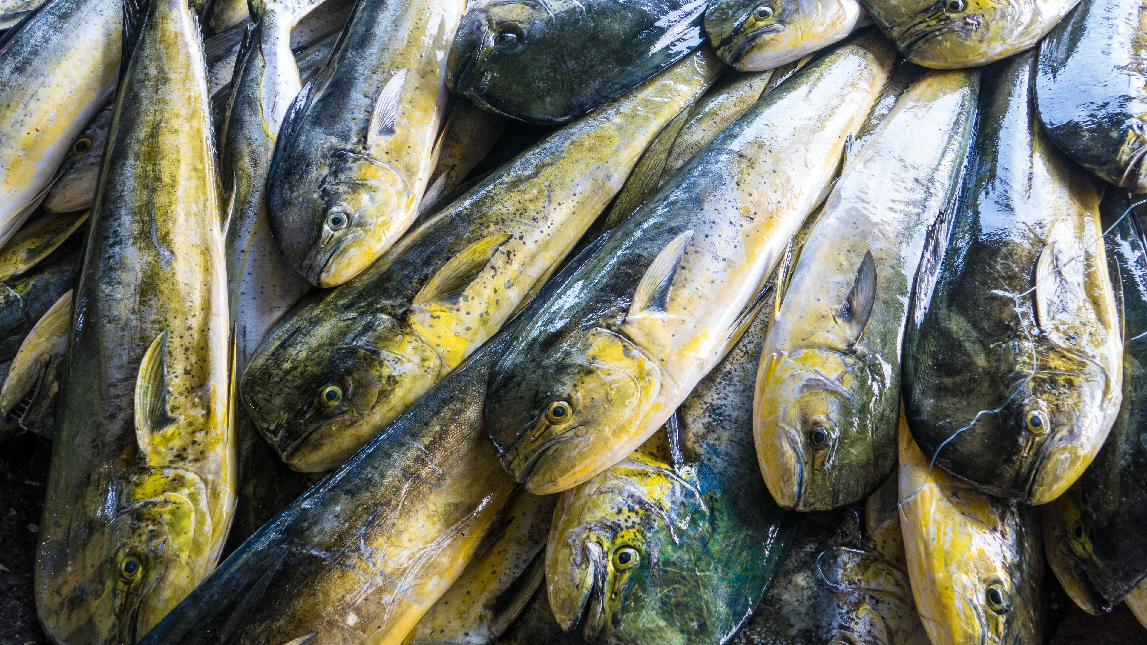 A large group of fish, likely trout, piled together.
