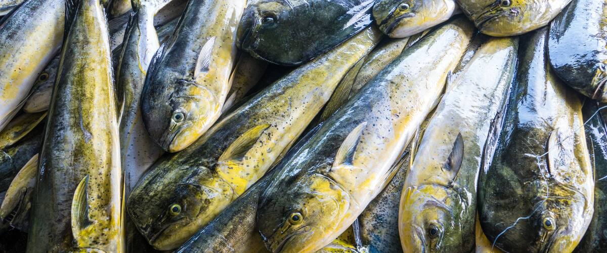A large group of fish, likely trout, piled together.