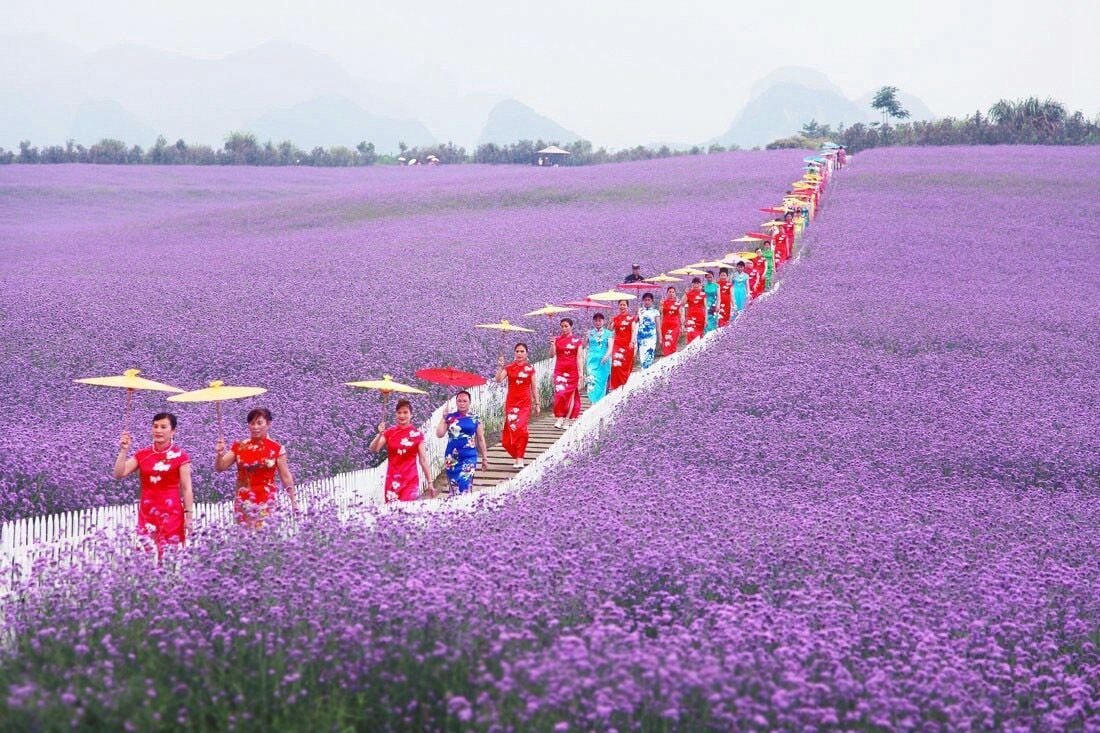 When the Summer #Verbena flowers are in full blossom, let's make an appointment with this beautiful  purple flower sea.

https://twitter.com/Beautifulgx  