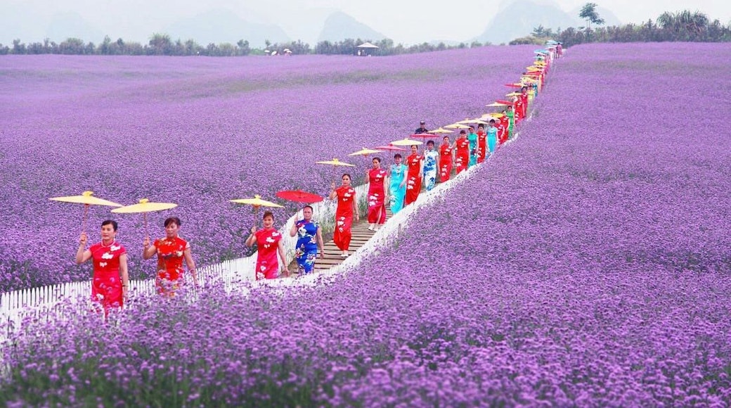 When the Summer #Verbena flowers are in full blossom, let's make an appointment with this beautiful purple flower sea.
https://twitter.com/Beautifulgx