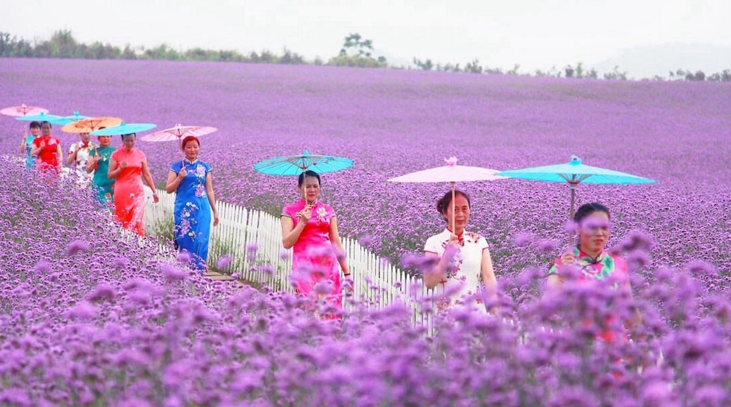When the Summer #Verbena flowers are in full blossom, let's make an appointment with this beautiful purple flower sea.
https://twitter.com/Beautifulgx