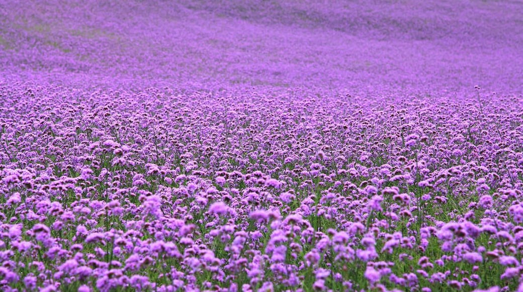 When the Summer #Verbena flowers are in full blossom, let's make an appointment with this beautiful purple flower sea.
https://twitter.com/Beautifulgx