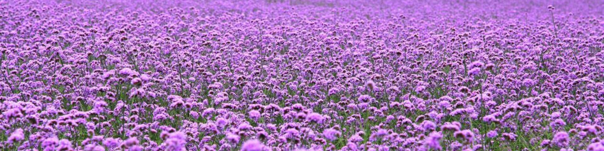 When the Summer #Verbena flowers are in full blossom, let's make an appointment with this beautiful purple flower sea.
https://twitter.com/Beautifulgx