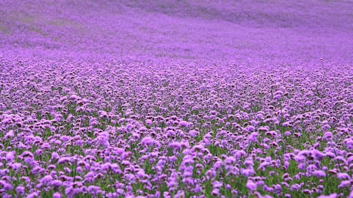 When the Summer #Verbena flowers are in full blossom, let's make an appointment with this beautiful purple flower sea.
https://twitter.com/Beautifulgx