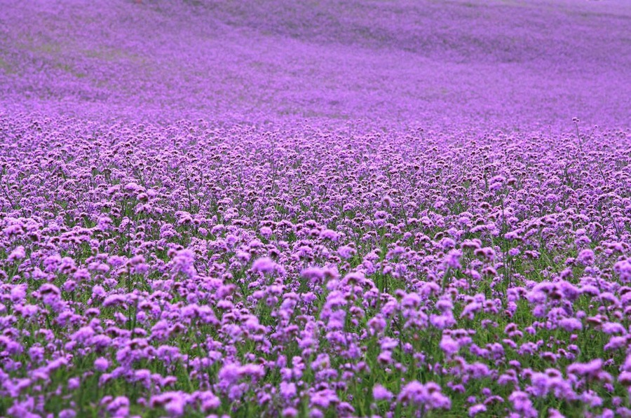 When the Summer #Verbena flowers are in full blossom, let's make an appointment with this beautiful purple flower sea.
https://twitter.com/Beautifulgx