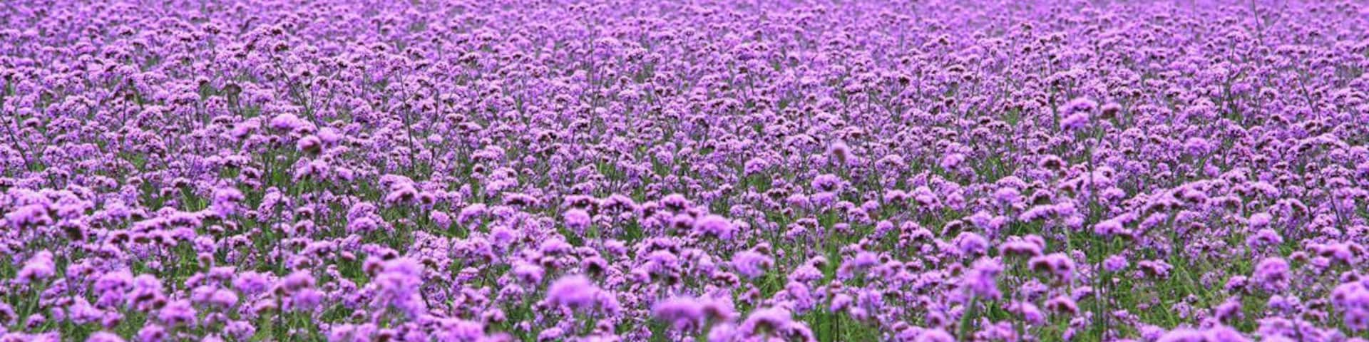 When the Summer #Verbena flowers are in full blossom, let's make an appointment with this beautiful  purple flower sea.
https://twitter.com/Beautifulgx