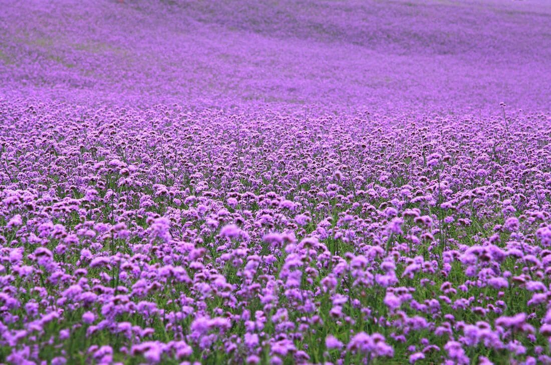 A field of purple flowers.