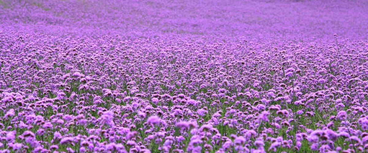 A field of purple flowers.