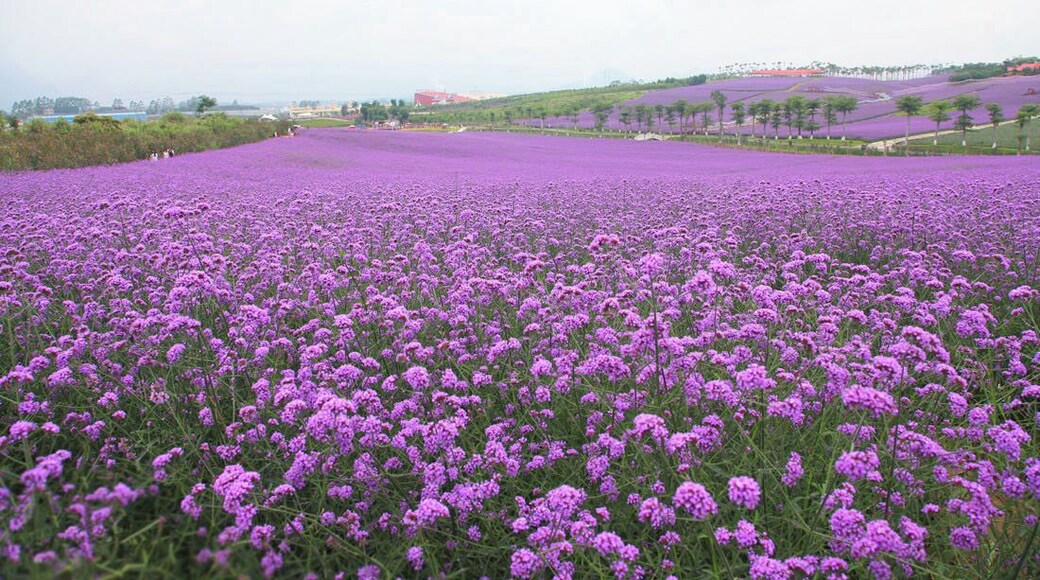 When the Summer #Verbena flowers are in full blossom, let's make an appointment with this beautiful purple flower sea.
https://twitter.com/Beautifulgx