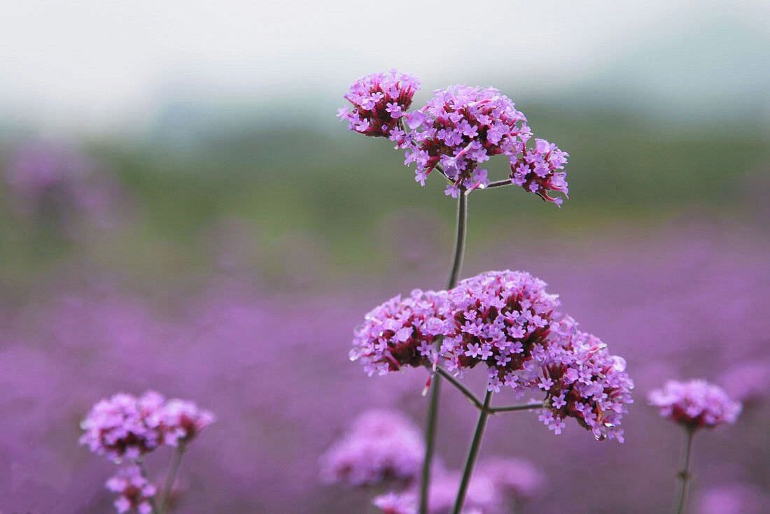 When the Summer #Verbena flowers are in full blossom, let's make an appointment with this beautiful  purple flower sea.

https://twitter.com/Beautifulgx  
