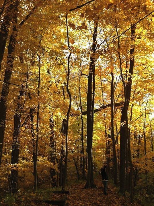 This is the best fall and the most splendor of Autumn ever... (since I moved here.)