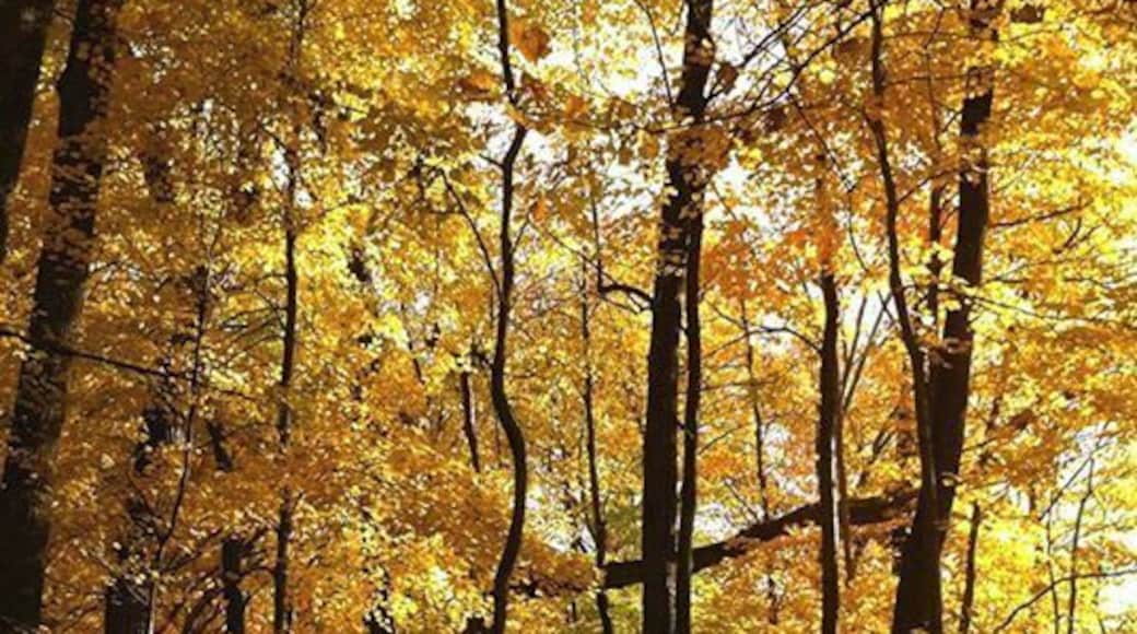 This is the best fall and the most splendor of Autumn ever... (since I moved here.)