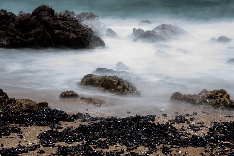 A rocky shoreline with black mussels scattered across the sand.