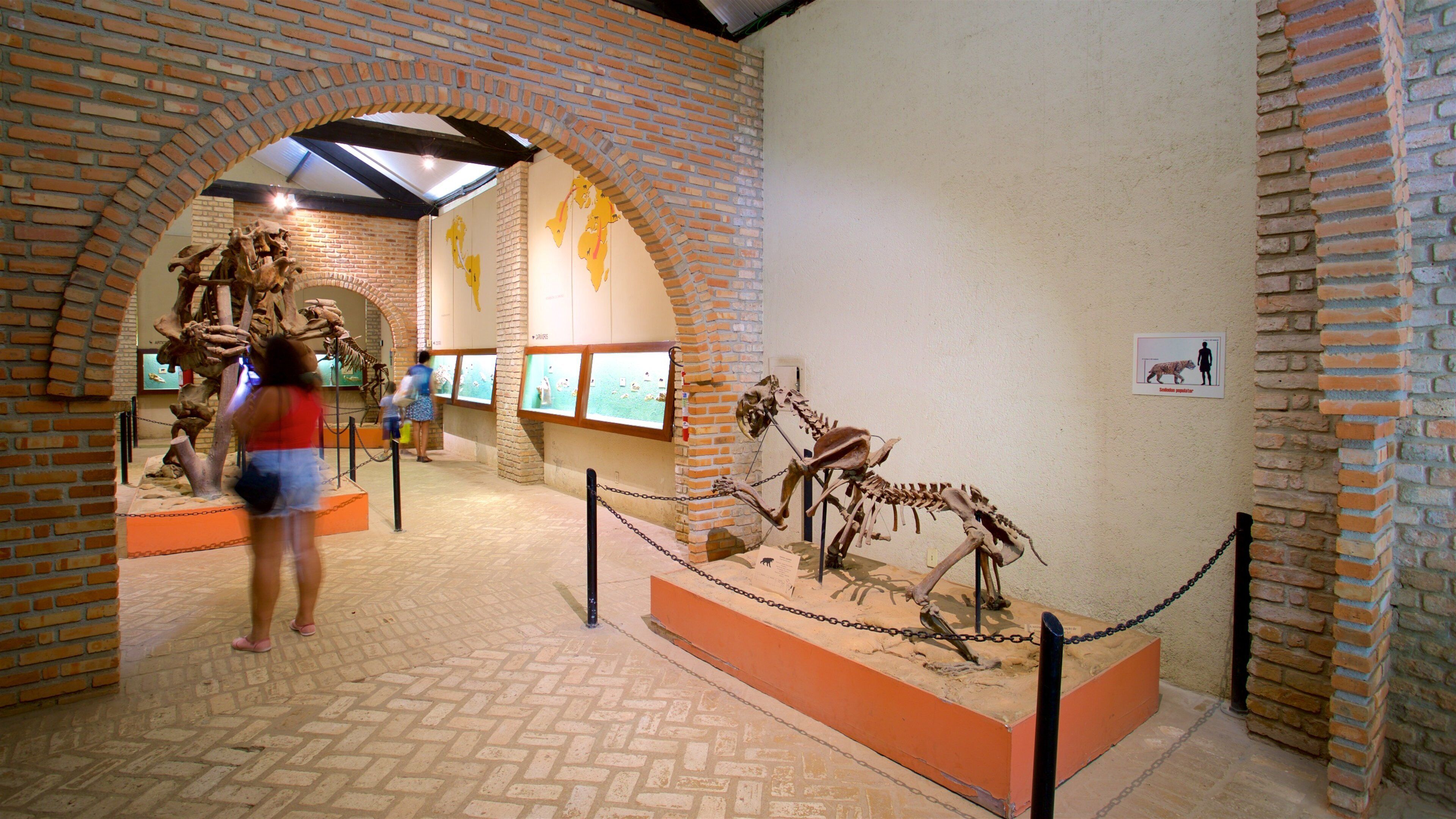 UFMG Museum of Natural History showing interior views