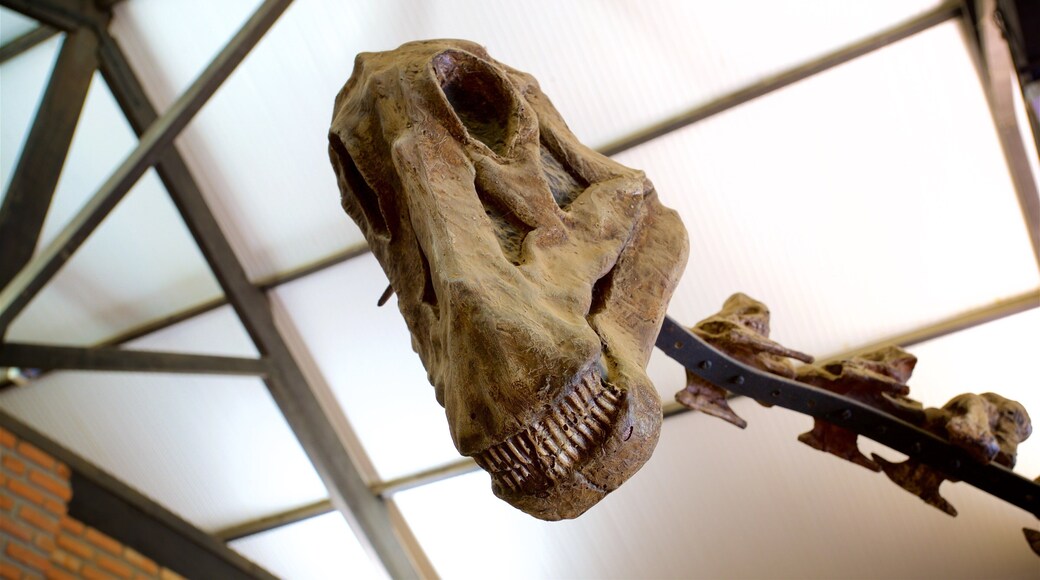 พิพิธภัณฑ์ประวัติศาสตร์ธรรมชาติ UFMG ซึ่งรวมถึง การตกแต่งภายใน