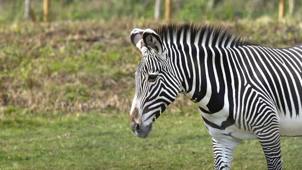 Zebra is standing in a grassy field