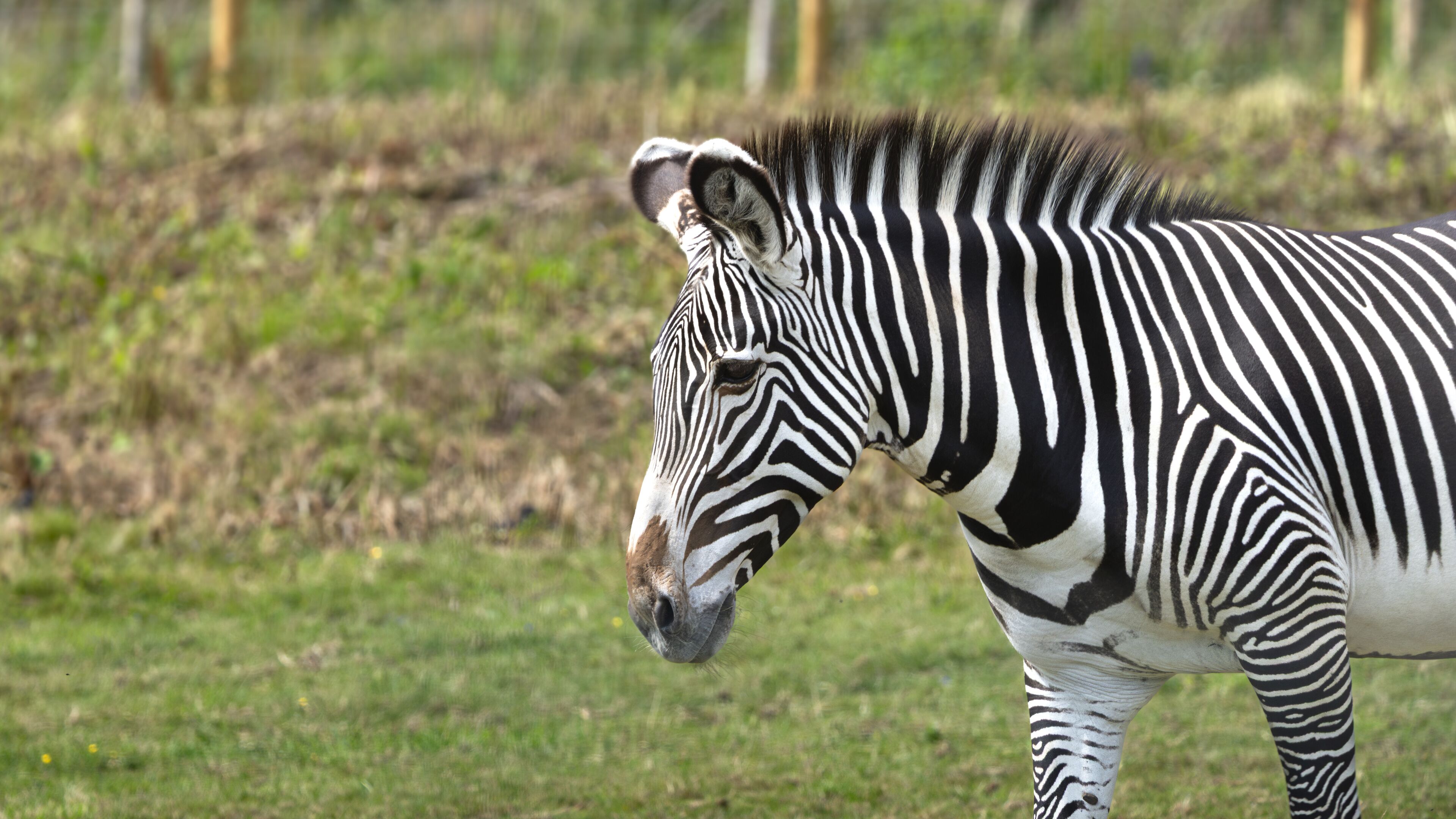 A zebra standing in a grassy field with trees in the background.
