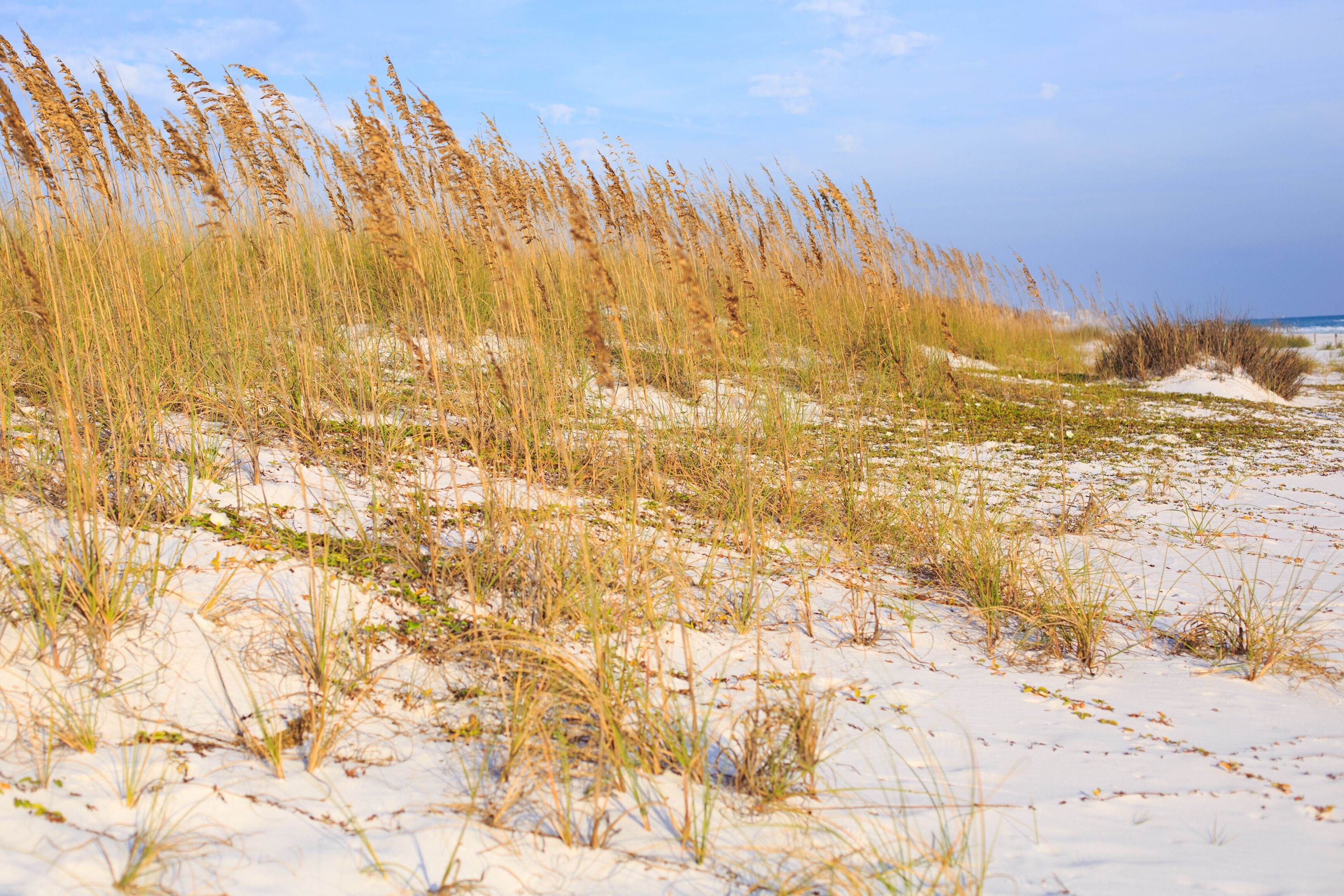 Wild grasses on Henderson state park beach sea coast. Beautiful