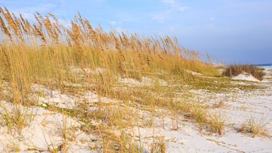 Una platja sorrenca amb dunes i herba alta.
